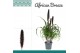 Pennisetum purple baron african breeze 