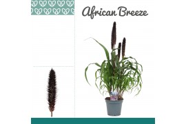 Pennisetum purple baron african breeze