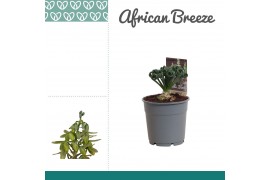 Albuca spiralis frizzle sizzle african breeze