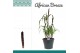 Pennisetum purple baron african breeze 
