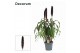 Pennisetum purple baron decorum 