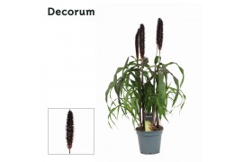 Pennisetum purple baron decorum