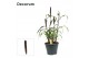 Pennisetum purple baron decorum 