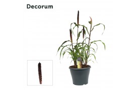 Pennisetum purple baron decorum