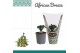 Albuca spiralis frizzle sizzle african breeze in hoes 