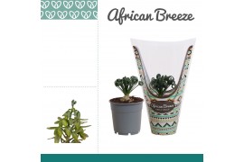Albuca spiralis frizzle sizzle african breeze in hoes