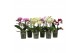 Phalaenopsis multiflora bo flora mix 3-5 tak 