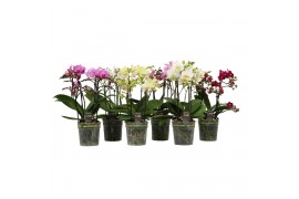Phalaenopsis multiflora bo flora mix 3-5 tak
