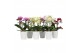 Phalaenopsis multiflora bo flora mix 3-5 tak in zoe keramiek,3 tak/pln 