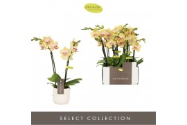 Phalaenopsis multiflora geel Optifriend Stella 2 spike in Lazio White 