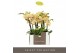 Phalaenopsis multiflora geel Optifriend Stella 2 spike in Lazio White  