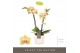 Phalaenopsis multiflora geel Optifriend Stella 2 spike in Lazio White  