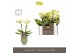 Phalaenopsis multiflora geel Optifriend Lena 2 spike in Emilia Green A 