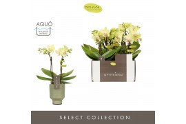 Phalaenopsis multiflora geel Optifriend Lena 2 spike in Emilia Green A
