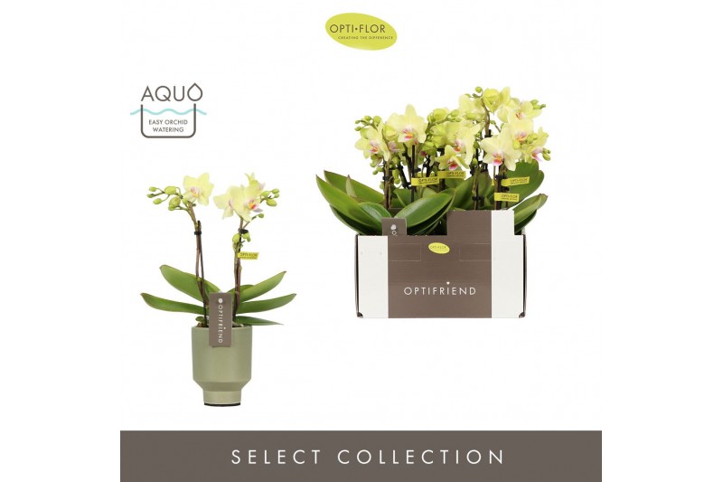 Phalaenopsis multiflora geel Optifriend Lena 2 spike in Emilia Green A 