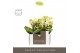 Phalaenopsis multiflora geel Optifriend Lena 2 spike in Emilia Green A 