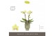 Phalaenopsis multiflora geel Optifriend Lena 2 spike in Emilia Green A 