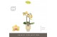 Phalaenopsis multiflora geel Optifriend Stella 2 spike in Emilia Sand  