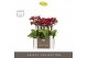 Phalaenopsis multiflora rood Optifriend Lola 2 spike in Emilia Brown A 