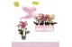 Phalaenopsis multiflora mix 3 tak aromio mix 