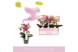Phalaenopsis multiflora mix 3 tak aromio mix