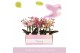 Phalaenopsis multiflora mix 3 tak aromio mix 