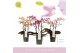 Phalaenopsis multiflora mix 3 tak aromio mix 