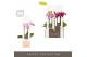 Phalaenopsis multiflora mix Optifriend Mix 2 spike in Emilia Mix in Gi 