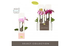 Phalaenopsis multiflora mix Optifriend Mix 2 spike in Emilia Mix in Gi