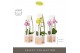 Phalaenopsis multiflora mix Optifriend Mix 2 spike in Emilia Mix in Gi 