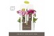 Phalaenopsis multiflora mix Optifriend Mix 2 spike in Emilia Mix in Gi 