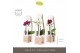 Phalaenopsis multiflora mix Optifriend Mix 2 spike in Emilia Mix in Gi 