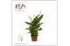 Spathiphyllum chopin 2+ bloem - Zonder hoes 