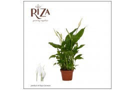 Spathiphyllum chopin 2+ bloem - Zonder hoes