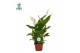 Spathiphyllum chopin 2+ bloem - AirSoPure 