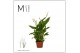 Spathiphyllum chopin 2+ bloem - Decorum 