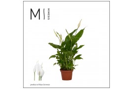 Spathiphyllum chopin 2+ bloem - Decorum
