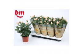 Rosa beau monde light pink licht roze