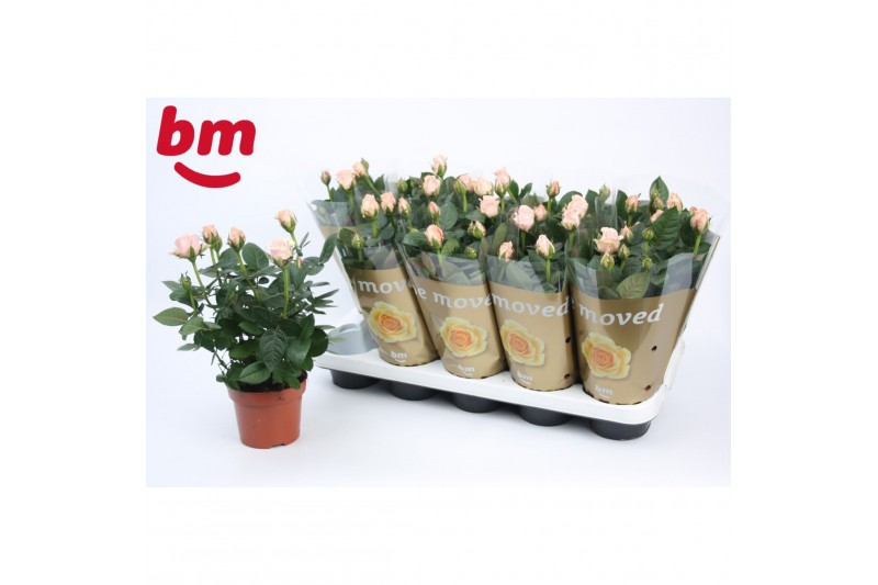 Rosa beau monde light pink licht roze 