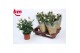 Rosa beau monde light pink licht roze 