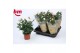 Rosa beau monde light pink licht roze 