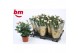 Rosa beau monde light pink licht roze 