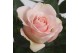 Rosa beau monde light pink licht roze 