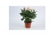 Rosa beau monde light pink licht roze 