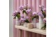 Phalaenopsis multiflora roze 3 tak amorosso merlini 