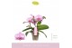 Phalaenopsis multiflora roze 3 tak amorosso merlini 