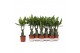 Dracaena fragr. mass coast Enkel stam 