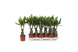 Dracaena fragr. mass coast Enkel stam