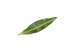 Dracaena fragr. mass coast Enkel stam 