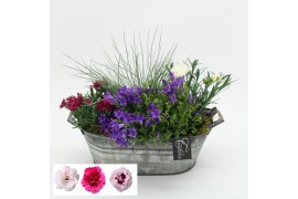 Arrangementen campanula CACR-2522 Campanula creatie 4 pp